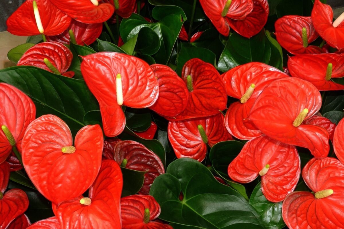 Ý Nghĩa Của Hoa Tiểu Hồng Môn