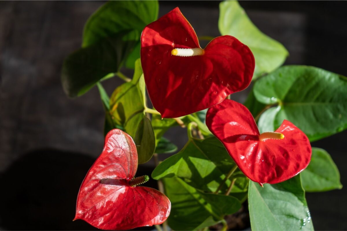 Ý Nghĩa Của Hoa Tiểu Hồng Môn