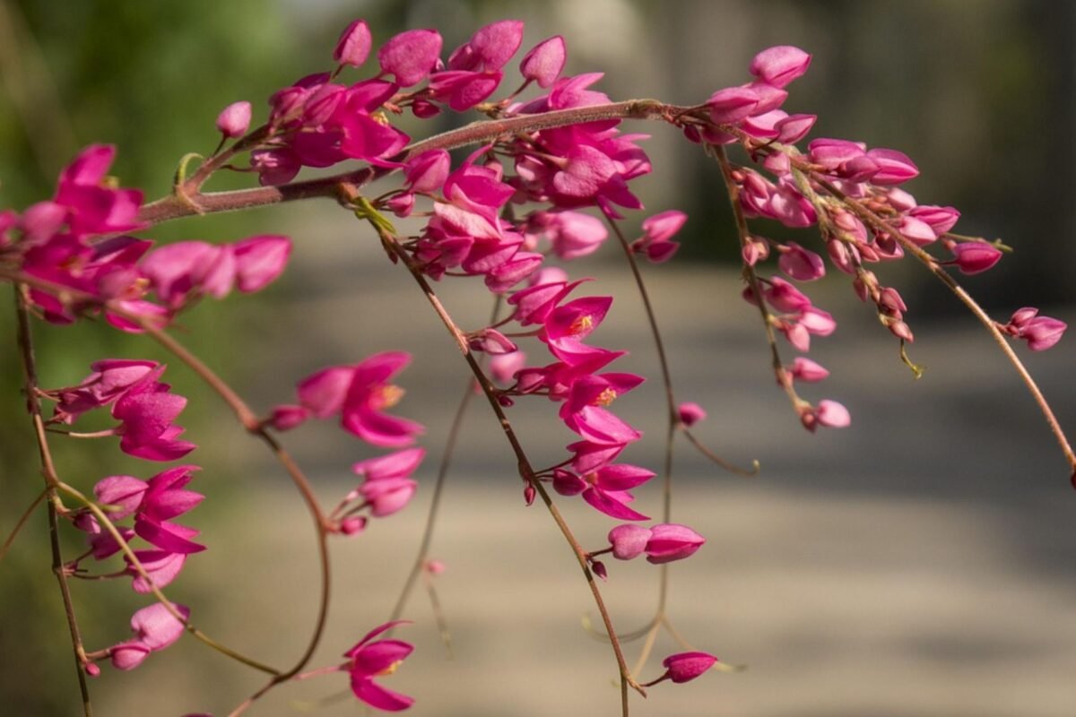 Ý Nghĩa Của Hoa Tigon