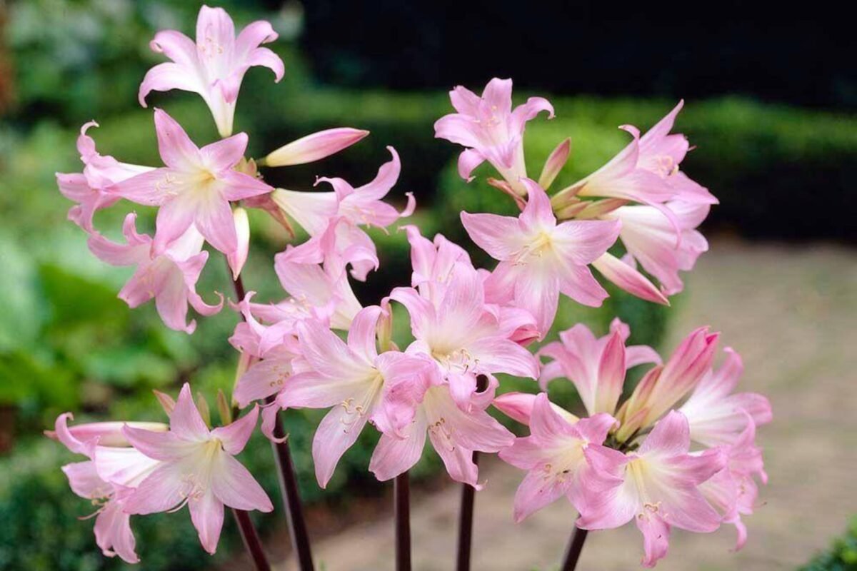 Ý Nghĩa Của Hoa Amaryllis