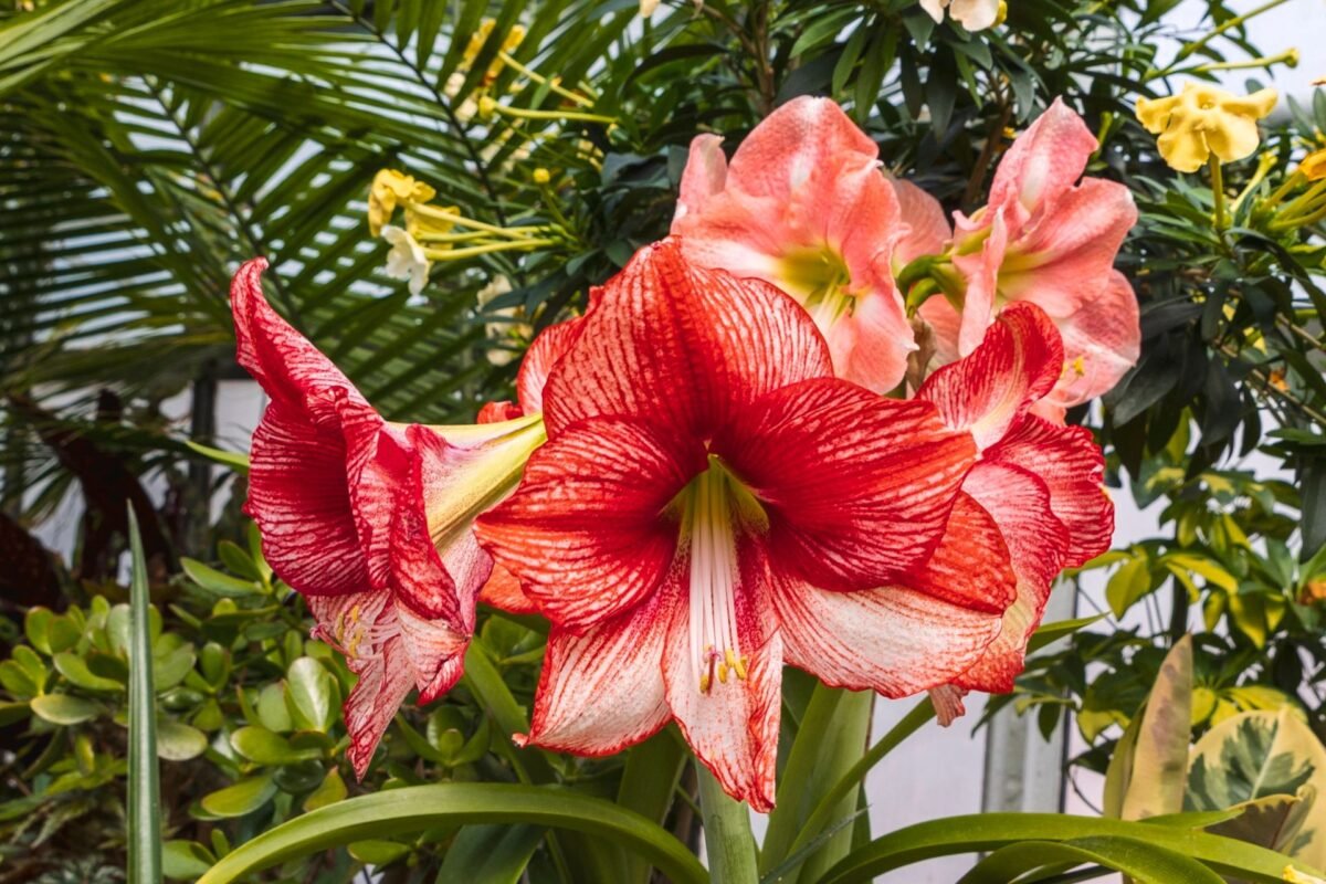Ý Nghĩa Của Hoa Amaryllis