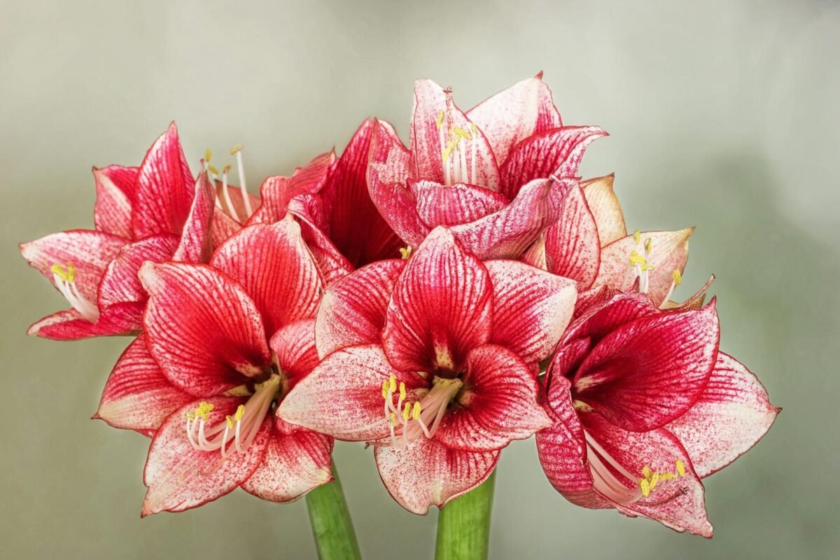 Ý Nghĩa Của Hoa Amaryllis