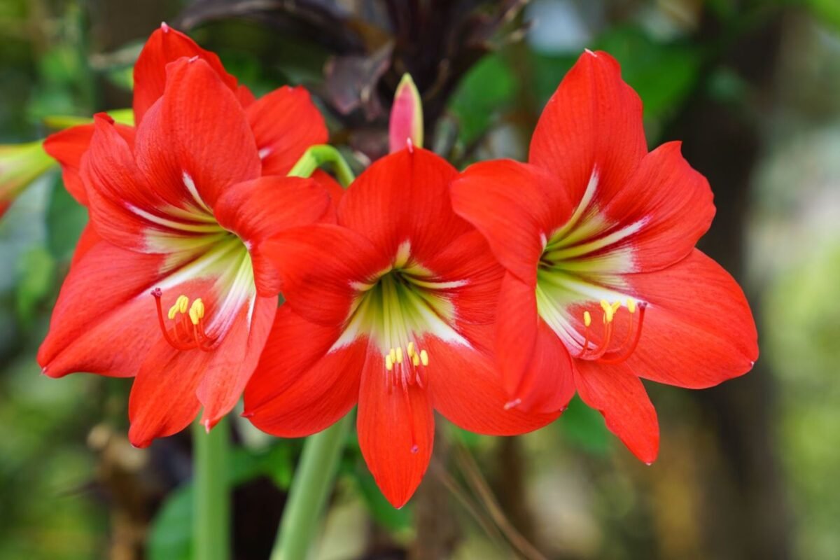 Ý Nghĩa Của Hoa Amaryllis