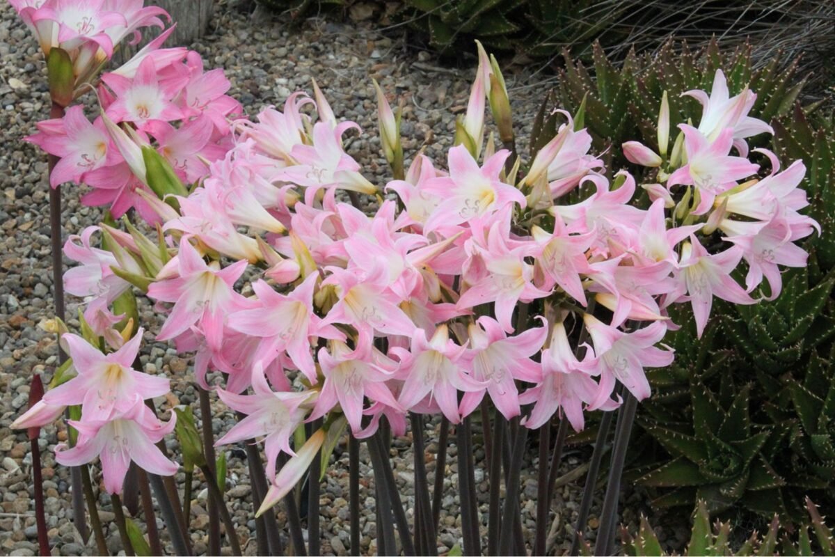 Ý Nghĩa Của Hoa Amaryllis