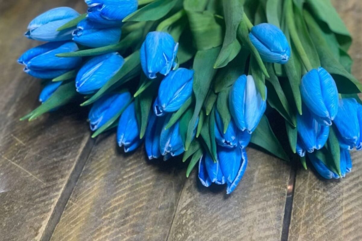 Ý Nghĩa Của Hoa Tulip Xanh