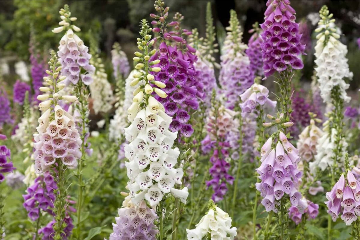 Ý Nghĩa Của Hoa Foxglove