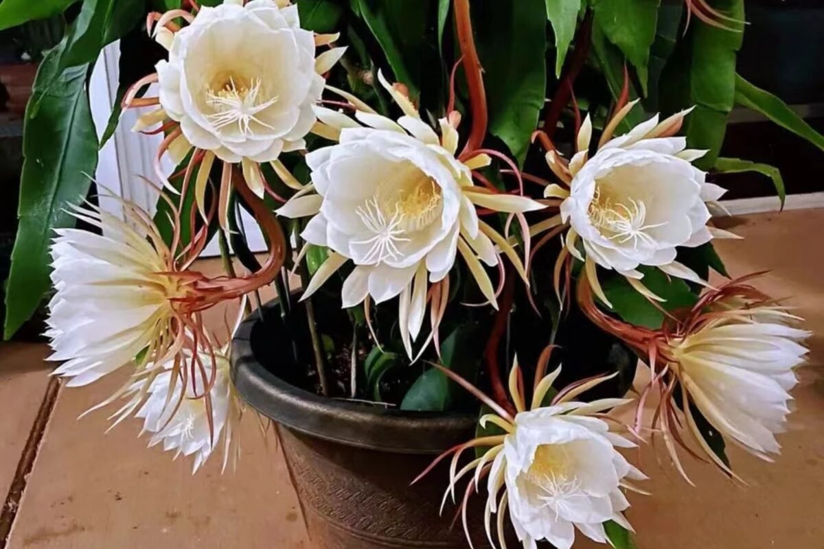 Ý Nghĩa Của Hoa Quỳnh Nở Đêm