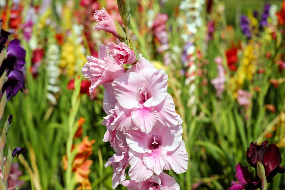 Ý Nghĩa Của Hoa Gladiolus