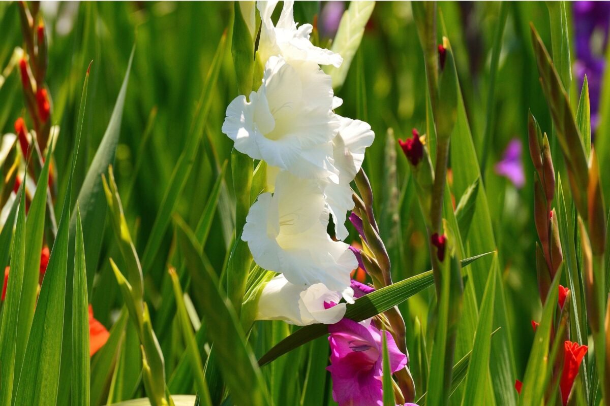 Ý Nghĩa Của Hoa Gladiolus