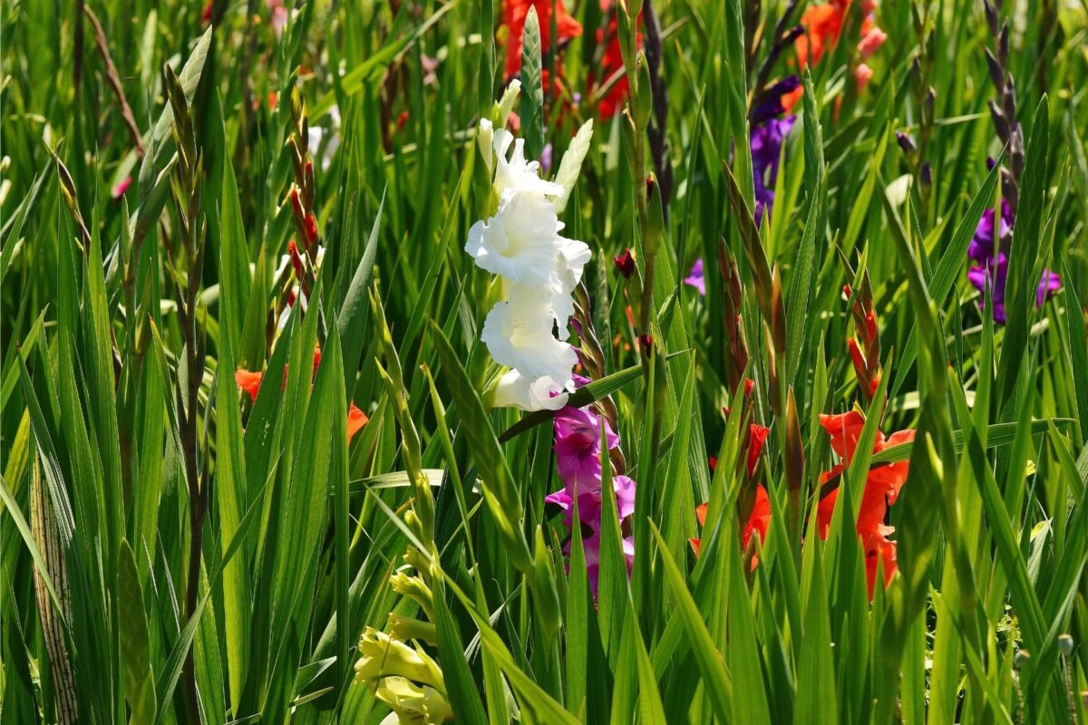 Ý Nghĩa Của Hoa Gladiolus