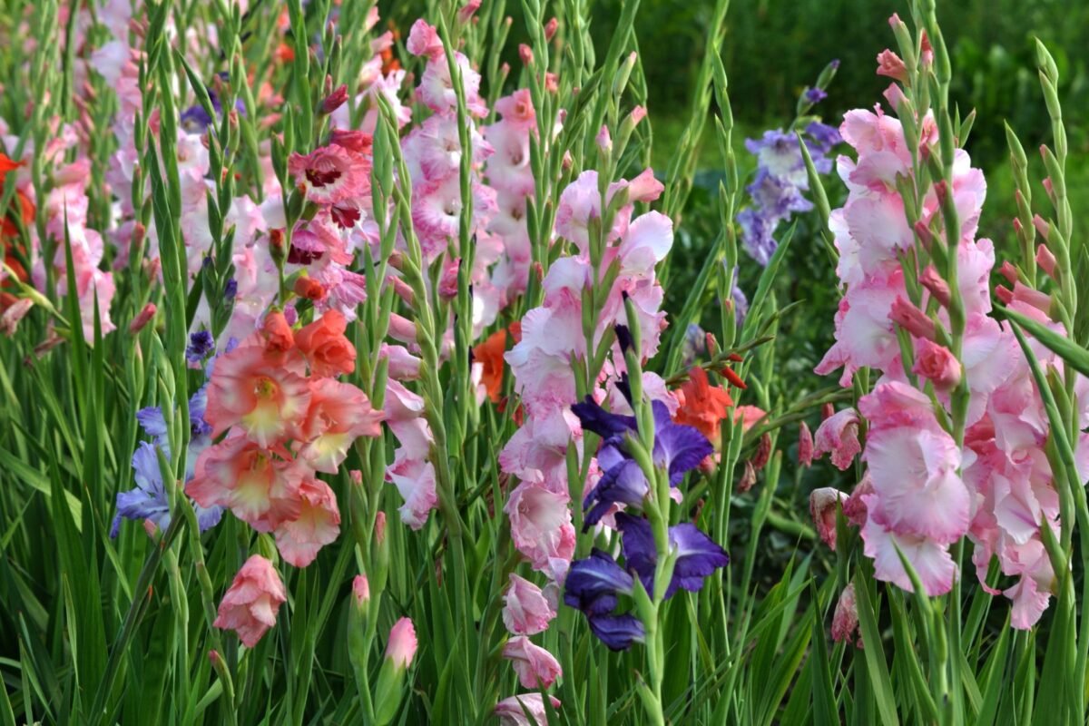 Ý Nghĩa Của Hoa Gladiolus