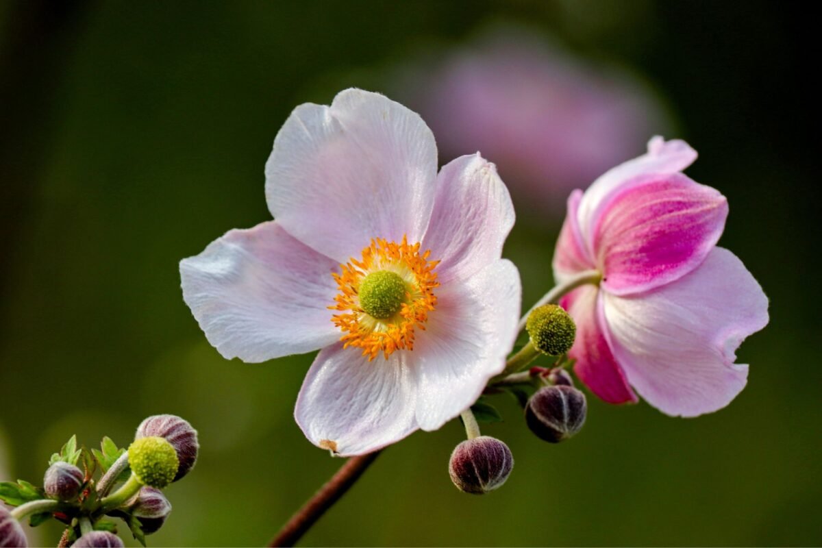 Ý Nghĩa Của Hoa Anemone