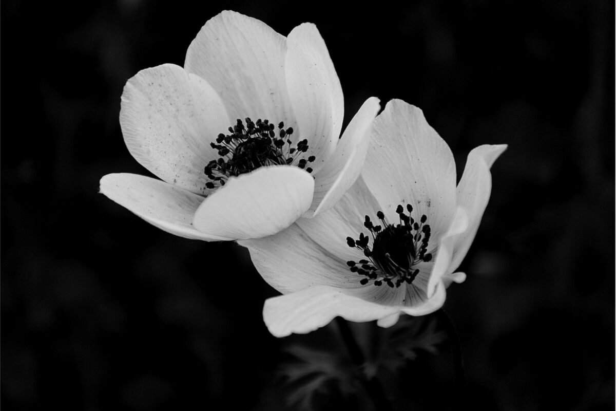 Ý Nghĩa Của Hoa Anemone