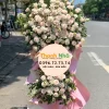 Hoa Khai Trương - Phấn Khởi - KT006