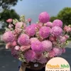 Hoa Giỏ - HG008