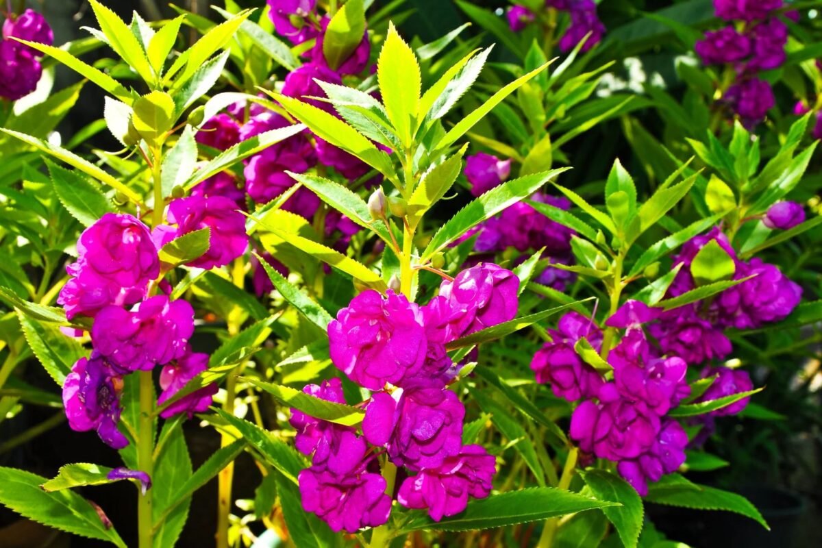 Ý Nghĩa Của Hoa Móng Tay