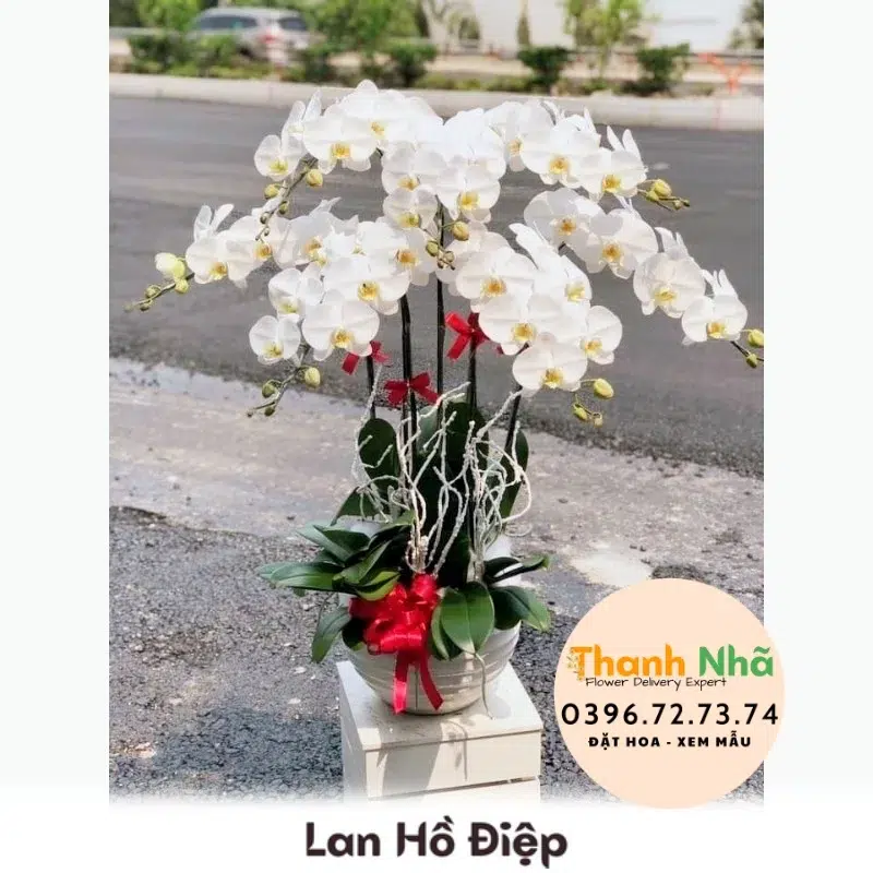 Lan Hồ Điệp - LHD008
