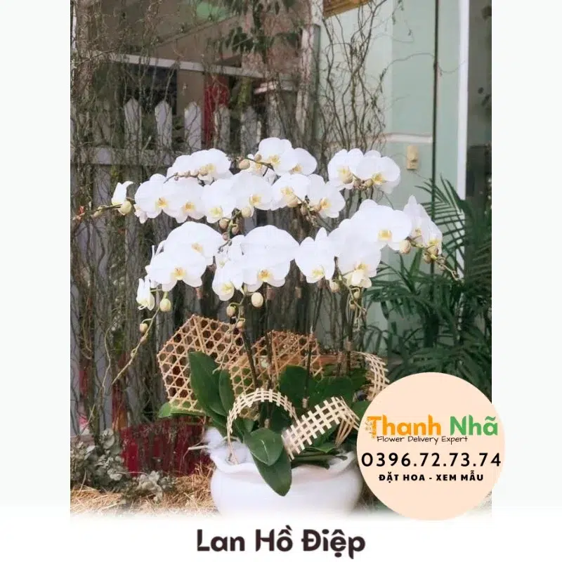 Lan Hồ Điệp - LHD015