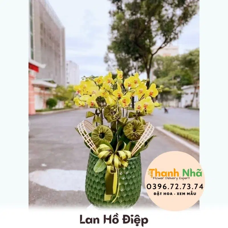 Lan Hồ Điệp - LHD016