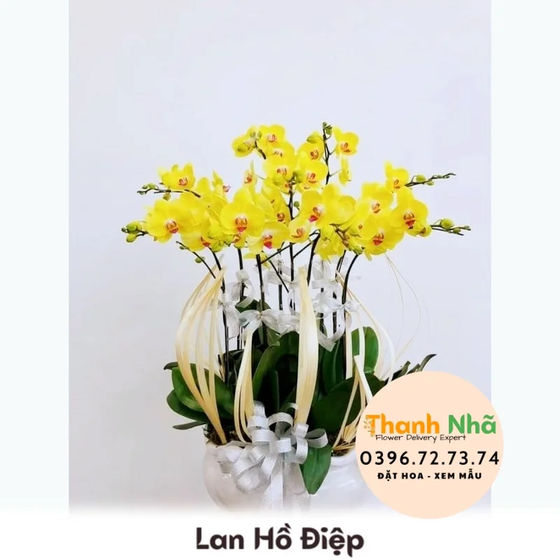 Lan Hồ Điệp - LHD028