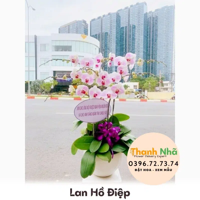 Lan Hồ Điệp - LHD030