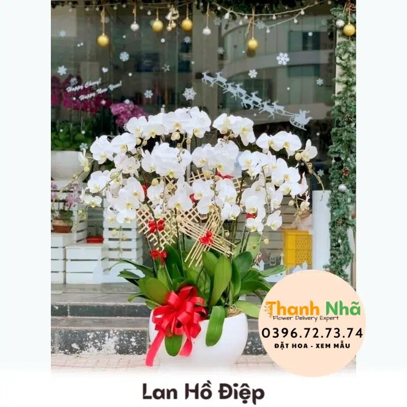 Lan Hồ Điệp - LHD032