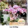 Lan Hồ Điệp - LHD040