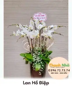 Lan Hồ Điệp - LHD048