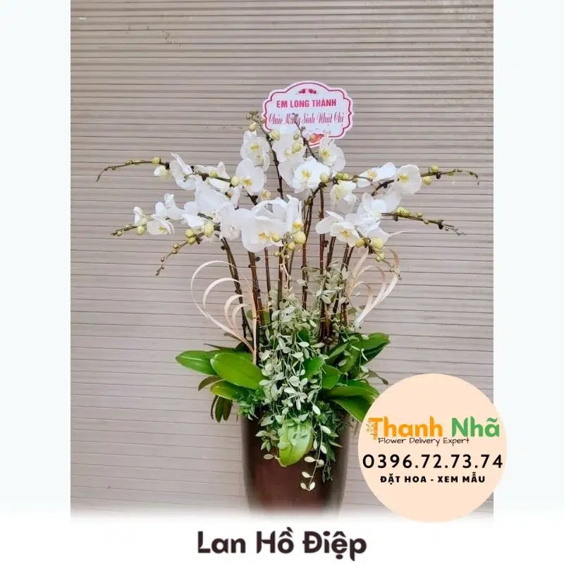 Lan Hồ Điệp - LHD048