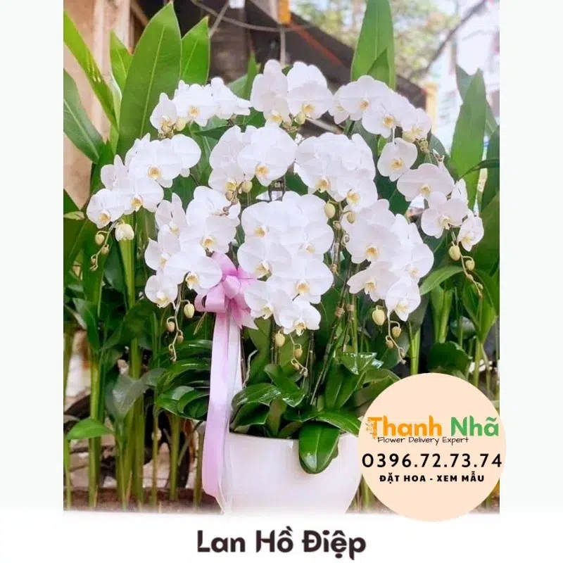 Lan Hồ Điệp - LHD054