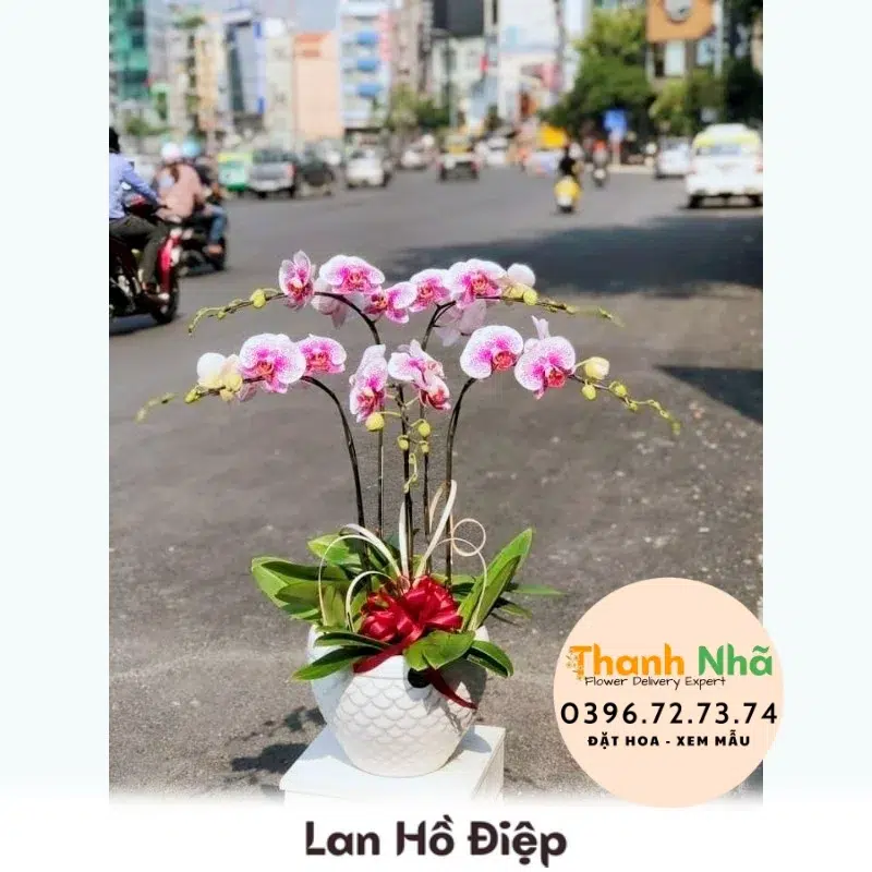 Lan Hồ Điệp - LHD057