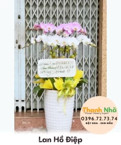 Lan Hồ Điệp - LHD059