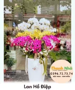 Lan Hồ Điệp - LHD069