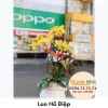 Lan Hồ Điệp - LHD073