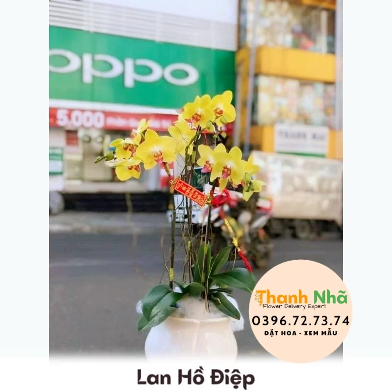 Lan Hồ Điệp - LHD073