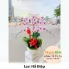 Lan Hồ Điệp - LHD074