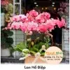 Lan Hồ Điệp - LHD076
