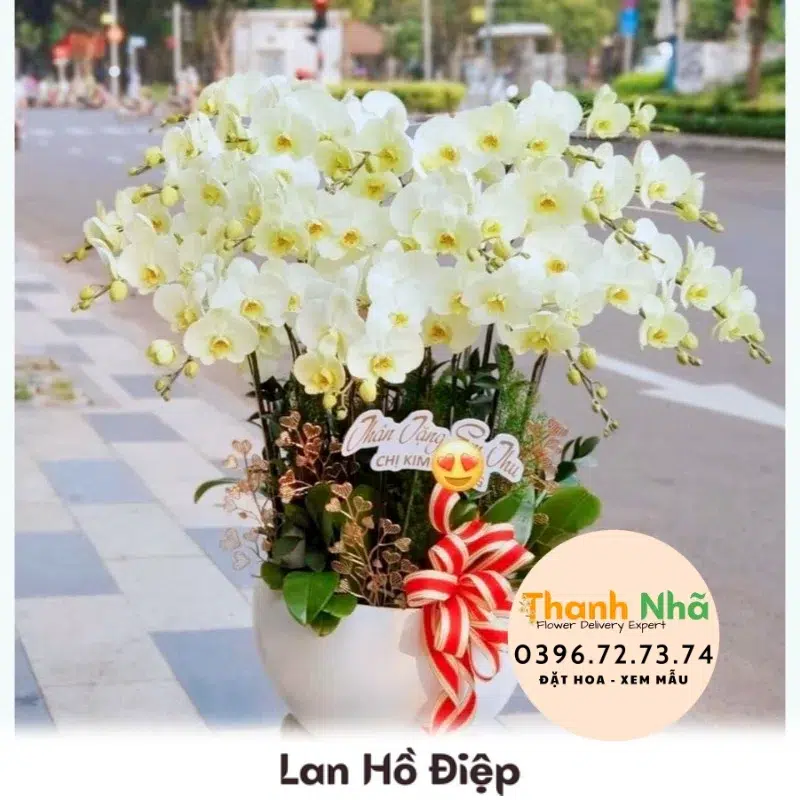 Lan Hồ Điệp - LHD082