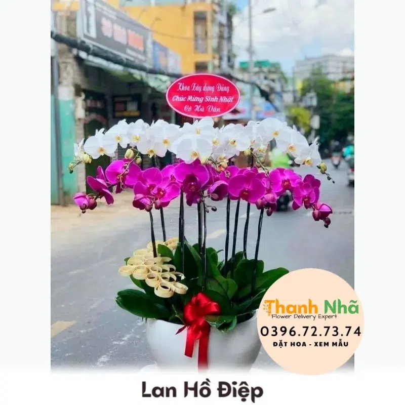 Lan Hồ Điệp - LHD090