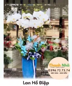 Lan Hồ Điệp - LHD093