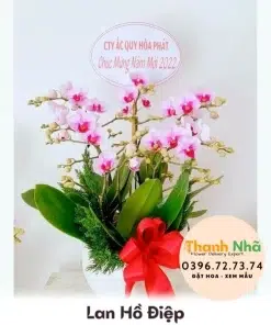 Lan Hồ Điệp - LHD095