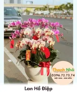 Lan Hồ Điệp - LHD096