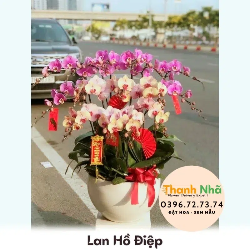Lan Hồ Điệp - LHD096
