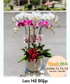 Lan Hồ Điệp - LHD097