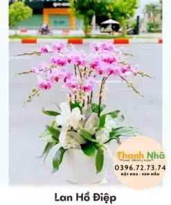Lan Hồ Điệp - LHD098