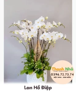 Lan Hồ Điệp - LHD099