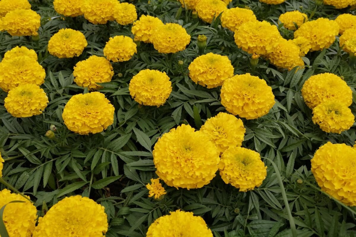 Hoa Vạn Thọ