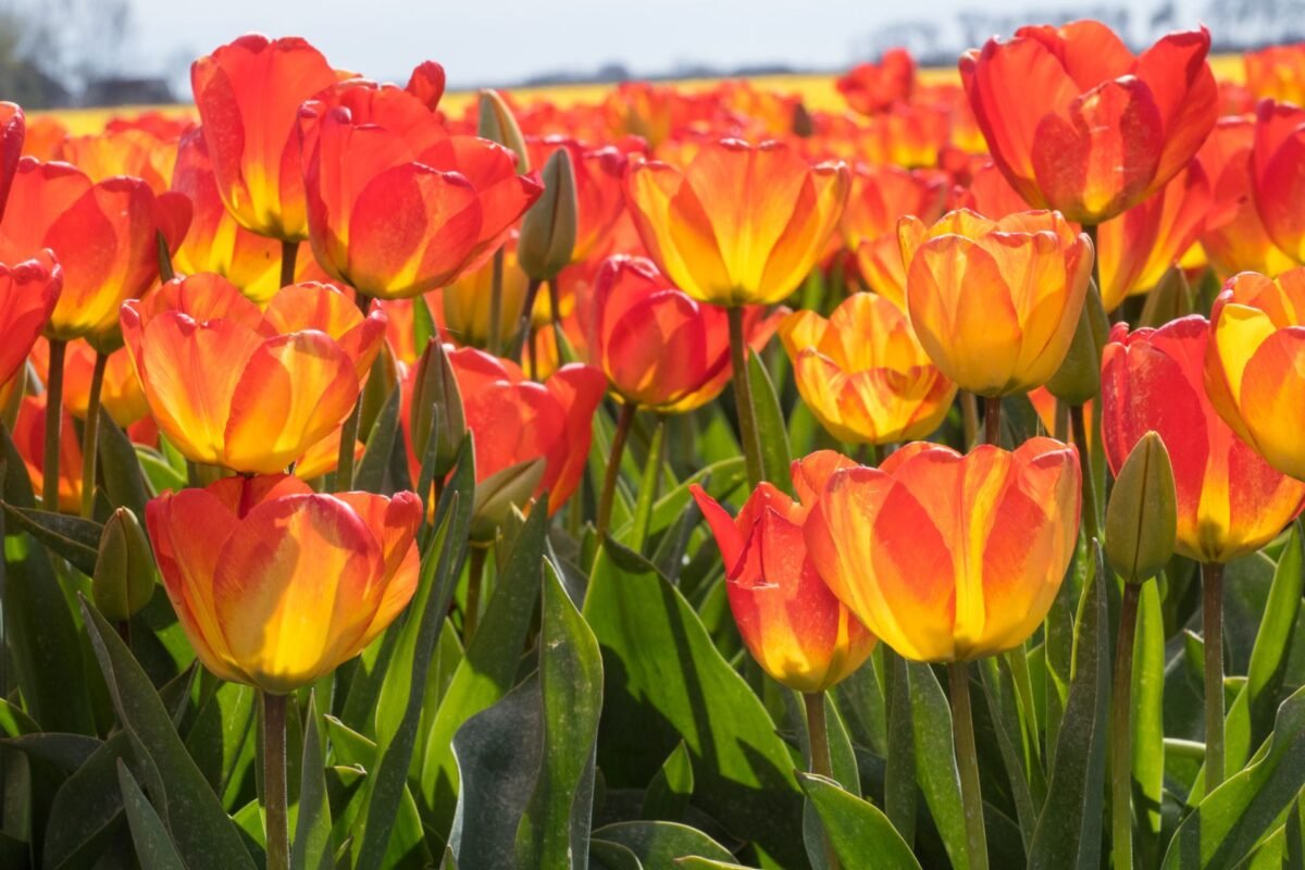 Ý Nghĩa Của Hoa Tulip Cam