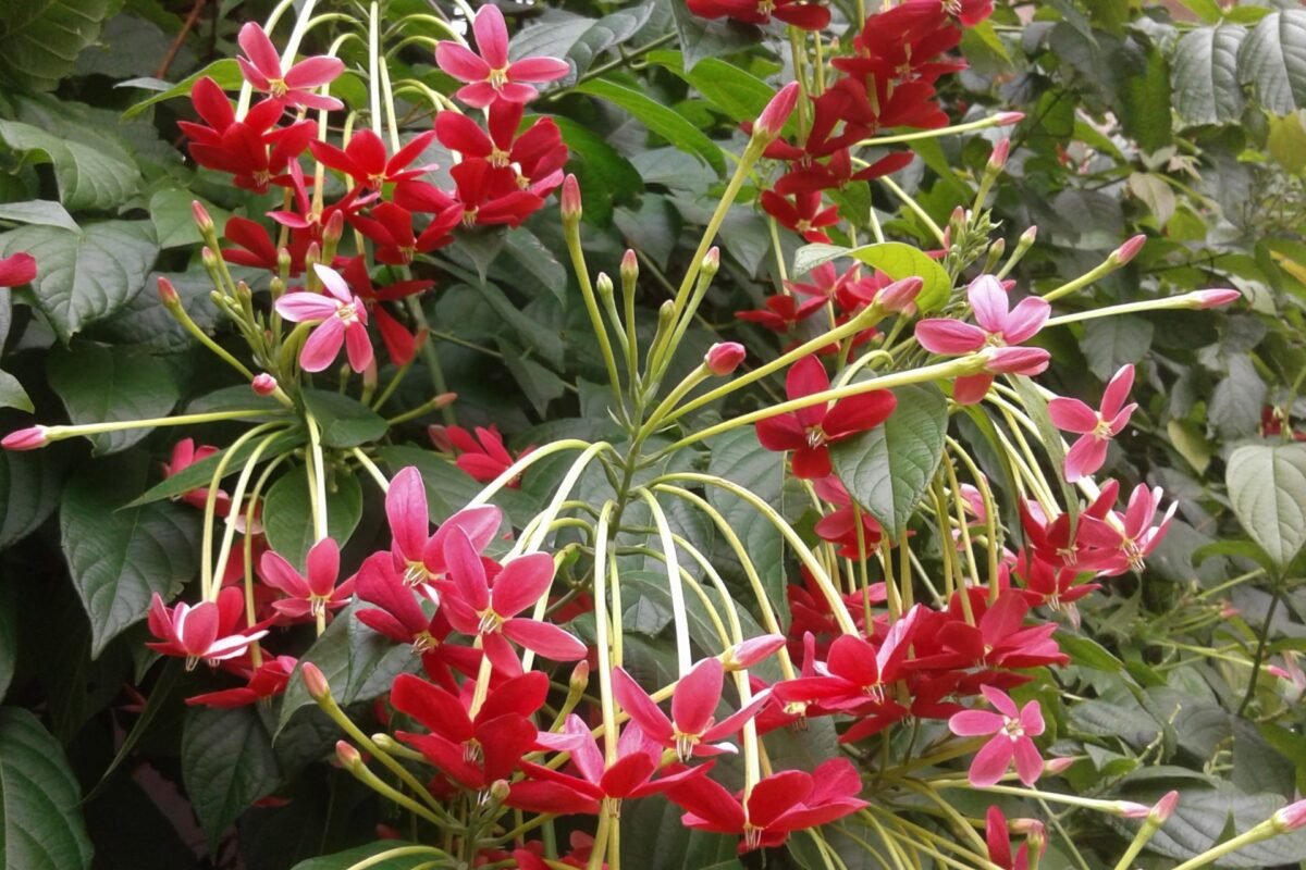 Ý Nghĩa Của Hoa Thiên Hương