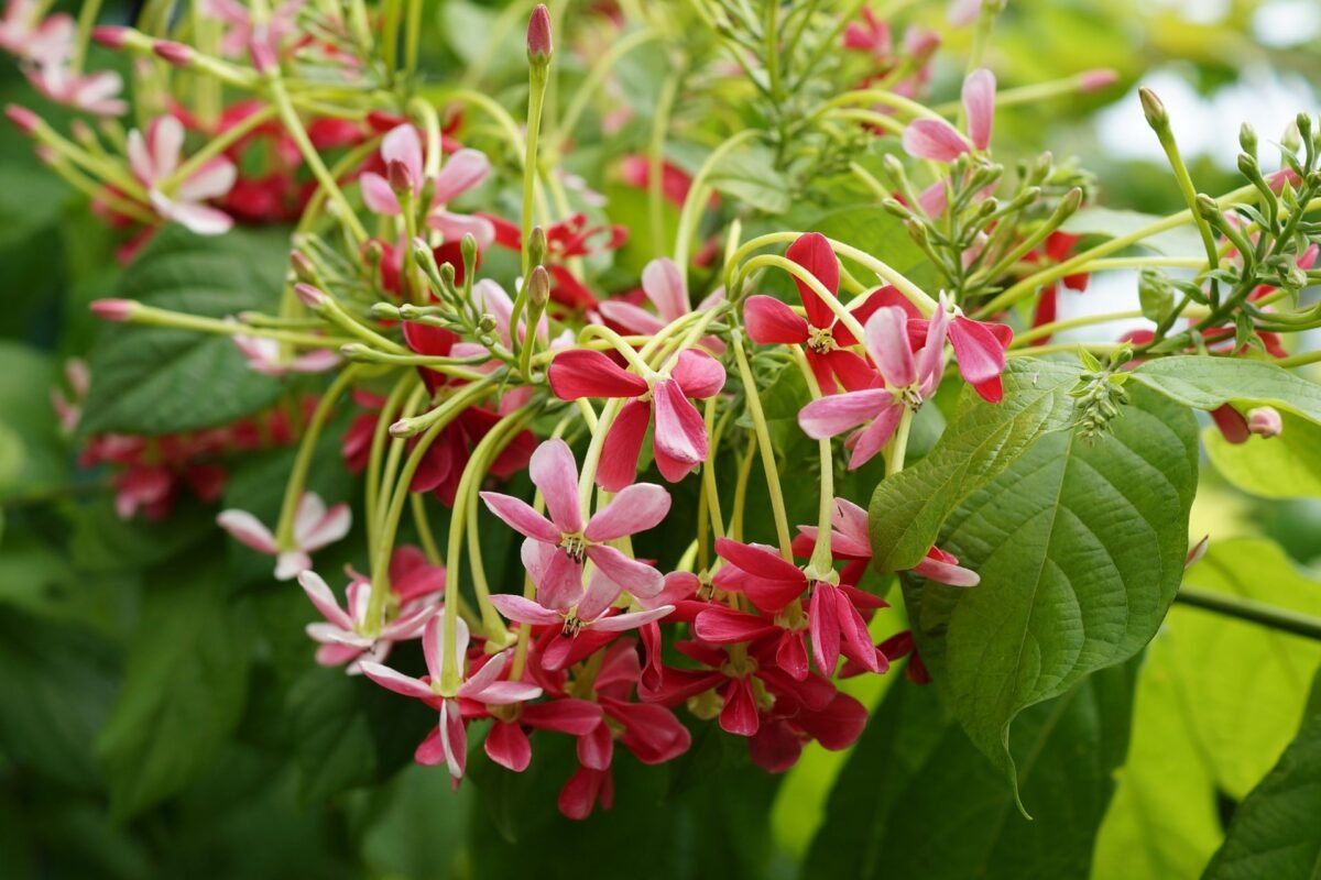 Ý Nghĩa Của Hoa Thiên Hương